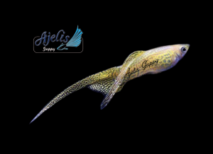 🐟Ajelis Guppy🐟Yellow Lace Top Sword Tail Guppy 黄蕾丝顶剑尾孔雀鱼 - Aquarium Ornamental Fish Ikan Hiasan 孔雀鱼 剑尾 特殊尾