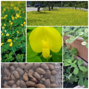 ล้างสต็อก เมล็ดพันธุ์ถั่วบราซิล บรรจุ 250 เมล็ด ตกแต่งสนามหญ้า พืชคลุมดิน ตกแต่งสวน ริมระเบียง