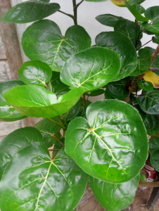 Daun Mangkokan Organik Segar / Daun Mangkok Herbal Serbaguna