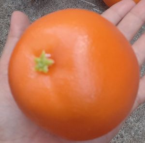 1 Trái cam Mỹ giả - Trái cây giả cao cấp - TUYET XUAN SHOP