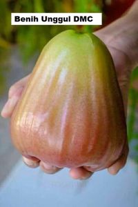 Bibit Jambu Air Giant Rose Aple Tanaman Jambu Air Hasil Okulasi Cepat Berbuah