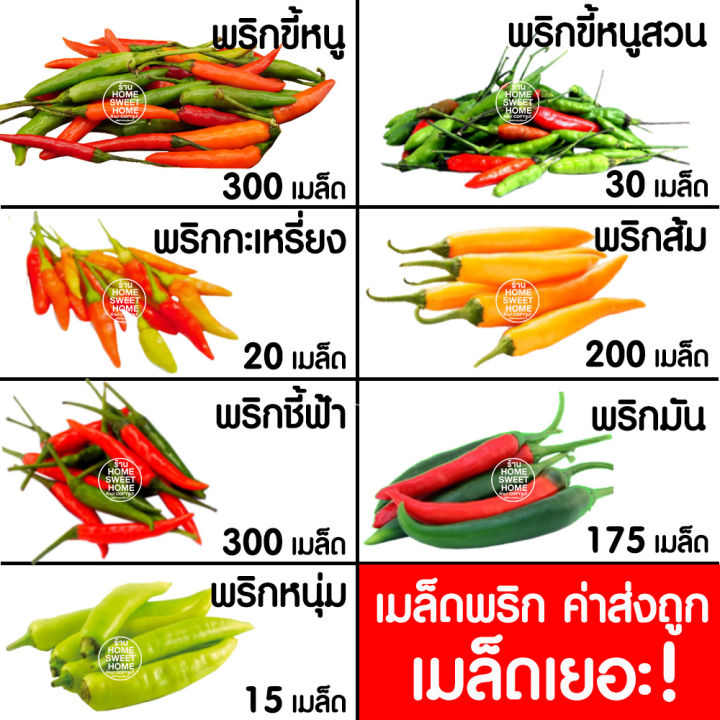 10 อันดับ เมล็ดพันธุ์ผักสวนครัวและผักสลัด ยี่ห้อไหนดี? อัปเดตปี 2025