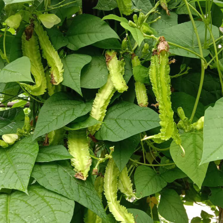 เมล็ดพันธุ์ถั่วพูเขียว ปลูกง่าย โตเร็ว พร้อมโปรโมชั่น