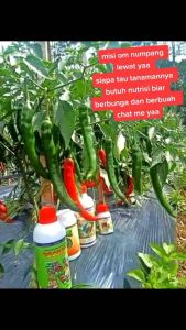 Poc Pelebat Buah Semua Jenis Tanaman