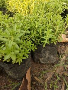 ผักแขยง” หรือ ”ผักกะแยง“ แพ๊ค4ต้น159บาท