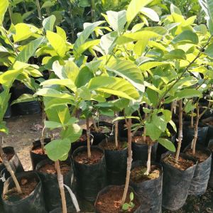 น้อยหน้า ฝ้ายเกษตร กิ่งทาบขนาด80ซม.