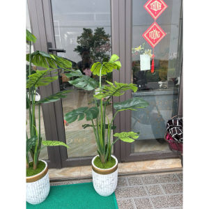 CÂY LÁ RÁCH MONSTERA / CÂY TRẦU BÀ NAM MỸ 3 SIZE 12M-14M-16M