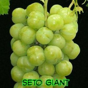 Bibit Anggur Import Jenis Seto Giant