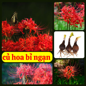 Combo 5 Củ hoa bỉ ngạn hoa màu đỏ-2 tháng có hoa