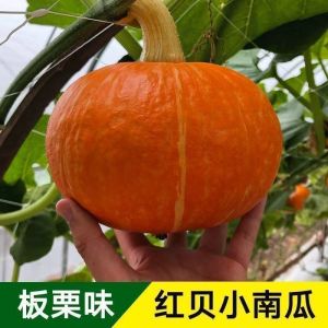 Four Seasons Cream Pumpkin Spring and Autumn Season Taro Honey Sweet Glutinous Red Sweet Chestnut Pumpkin Dish