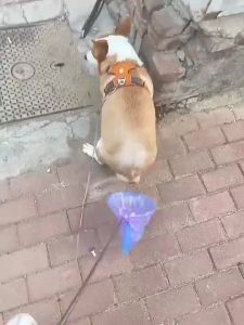 【Ship in 24H】现货Ready狗狗外出接便器捡屎神器接屎神器拾便器接狗便拾便袋捡屎袋护垫Dogs go out to pick up the toilet pick up feces and pick up feces