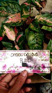 Kocin Paramuai Anakremajadewasa