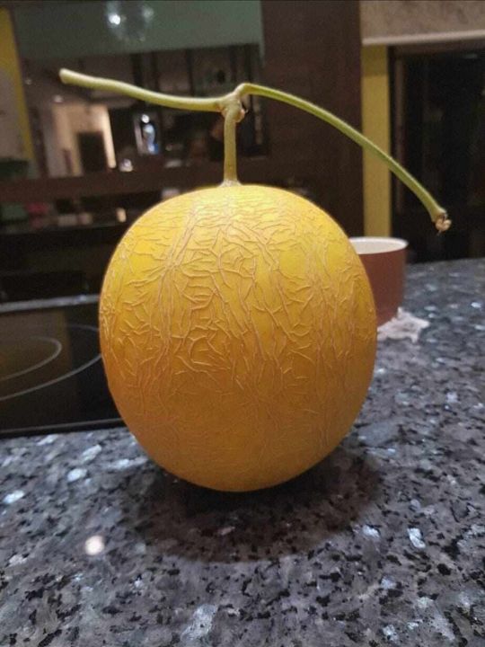 Golden Melon (Rock MelonHoneydew)Greenhouse Farming (Limited Quantity