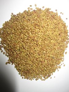 Hạt giống cỏ chăn nuôi linh lăng alfalfa 100g