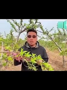 💗🙋♀️💗桃树卷叶病专用缩叶病叶子卷曲变红脱落果树流胶病毒专用灭菌剂