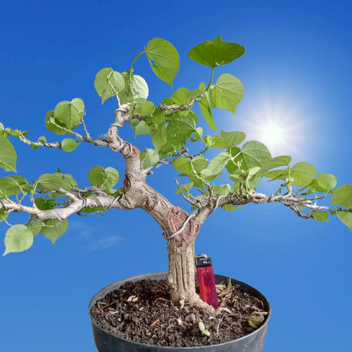 Bahan Bonsai Waru India Program Informal | Lazada Indonesia
