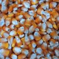 Jagung pipil kering 250 gram. 