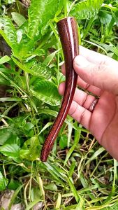 Pipa Cangklong Kayu Gali Asem 14cm Model Lengkung