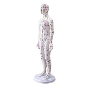 20.47Inch Human Acupuncture Model with Acupoints and Meridians Points for Acupressure & Acupunture Teaching Props
