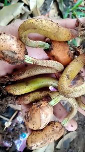 BENIH DURIAN BIBIT DURIAN MONTONG ASLI SIAP TANAM 1 pkt250 grm ( BELI 1KG GRATIS 250G PAKET HEMATMURAH BERKUALITAS )