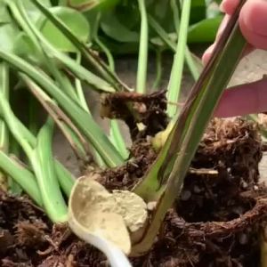 Dithane M-4(broad)/(Spectrum protectant fungicide) For all kind of plant and vegetable