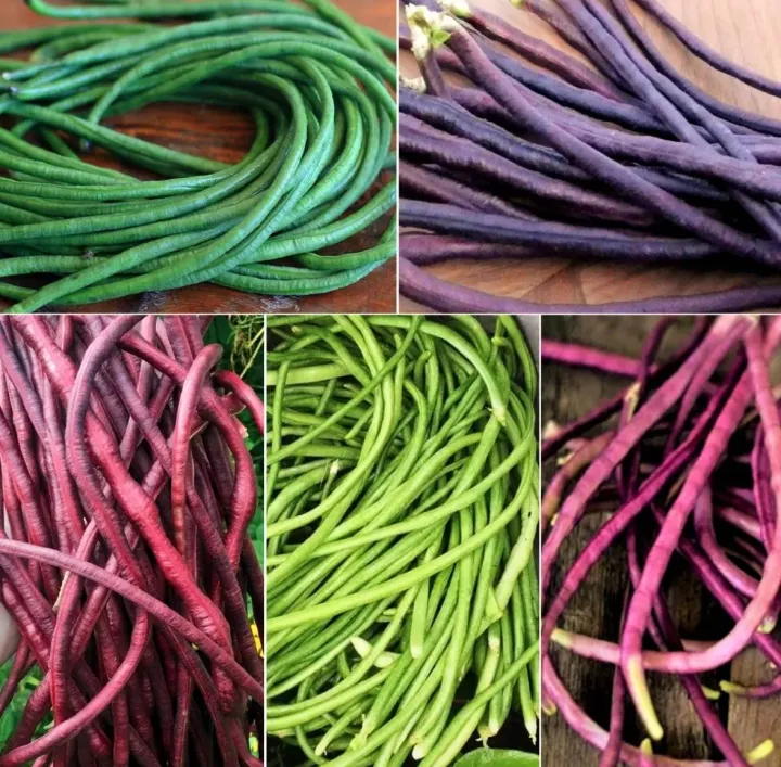 5 อันดับ เมล็ดพันธุ์ถั่วฝักยาว ยี่ห้อไหนดี ปลูกง่าย โตไว อัปเดตปี 2025