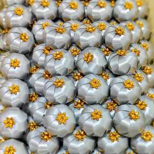 เหรียญโปรยทานตัวเปล่าลูกจัน ตัวเปล่าราคาถูก สีล้วน แพคละ 50 ชิ้น งานบวช งานบุญ เหรียญโปรยทานงานบวช เหรียญโปรยทานงานบุญ