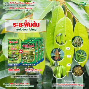 ฟื้นต้นทุเรียน ทำใบ เร่งยอด บำรุงต้น ใบเขียว ต้นสมบูรณ์ ป้องกันต้นโทรม ปุ๋ยยา 1 ลิตร + 3 กก.