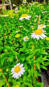 มาร์กาเร็ตบอเนียว กระถาง 11 นิ้ว ต้นสวยและแข็งแรง (กทม)