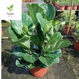 Ficus lyrata 9-10 inch pot 1.5 to 2ft height
