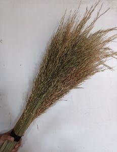 sereh wangi | avena | bunga kering | dried flower | bunga rustic