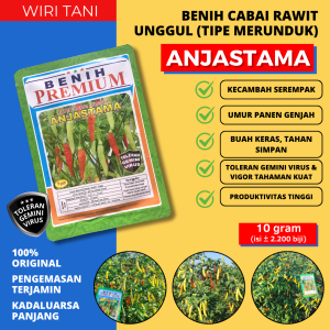 (10 gram) Benih Cabai Toleran Virus ANJASTAMA (±2.300 biji) | cabai tipe merunduk perkecambahan serempak produktifitas tinggi buah keras dan tahan simpan tahan kirim jarak jauh toleran gemini virus vigor tanaman kuat
