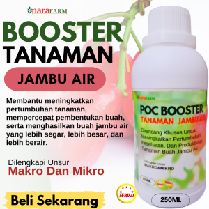 Pupuk buah jambu air super lebatPupuk jambu air cepat berbuahPupuk pelebat buah jambu air