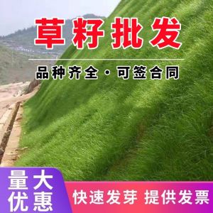 （爆款种子）草坪种子护坡草籽黑麦草高羊茅矮生四季青百慕大地毯草耐旱狗尾草