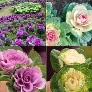 Hạt giống Bắp Cải Hoa Hồng-gói 30 hạt - tặng kèm gói phân bón lót
