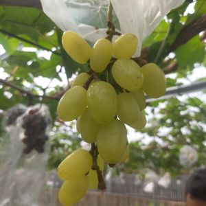 Bibit anggur import angelica bibit anggur termanis