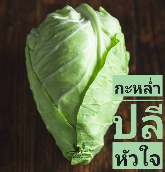 เมล็ดพันธุ์กะหล่ำปลีหัวใจ Pointed Cabbage 30 เมล็ด สำหรับสวนครัว