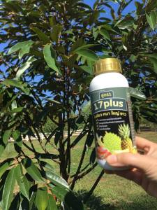 17พลัส ของแท้ ชุดสร้างใบ ใบใหญ่ ใบหนา สะสมอาหาร เพื่อดอกดก ลูกดก   1ขวด