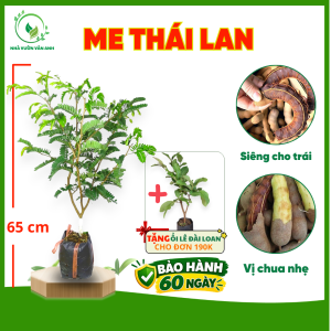 Cây Giống Me Thái Lan - Me Ngọt Chiết Chuẩn Giống - Trái To Cơm Dày Ngọt Ngon - Cây Gi ống Vân Anh