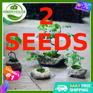 Green House® - Bonsai Moringa Tree Plant Seeds (5 Seed) Malunggay for Planting Vegetable Plants incl. Instruction