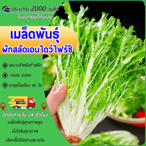 2000 เมล็ดเมล็ดพันธุ์ผักสลัดเอนไดว์ไฟร์ซี ผักสลัด ผักสลัดเอนไดว์ไฟร์ซี งอกง่ายโตไวพุ่มใหญ่ทานอร่อย
