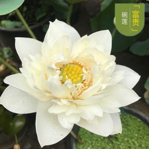 Biji Benih Teratai Bunga Teratai Lotus Seeds Water Lily Garden Plant Mix Flower Seed Aquatic Plant Teratai 5PCS 睡莲碗莲种子 富贵