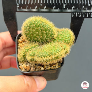 หางกระรอกเหลืองคริส Aporocactus Flagelliformis Cristata กระบองเพชร ไม้อวบน้ำ Cactus&Succulent