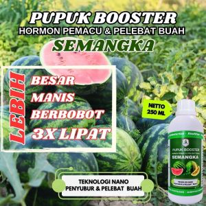 Pupuk Pembesar Pelebat Buah Semangka Pupuk Daun dan Buah Semangka Lebat Pupuk Booster Semangk