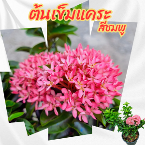 ต้นเข็ม ต้นเข็มแคระดอกสีชมพู กระถาง 6 นิ้ว(ส่งพร้อมกระถาง)เข็มรั้วไม้จัดสวน