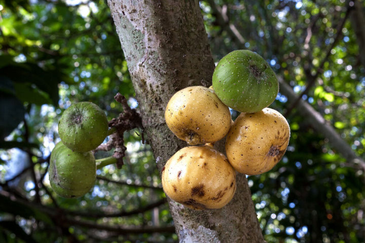 Fig tree hairy fig - ficus hispida seeds seeds -fruit tree | Lazada PH