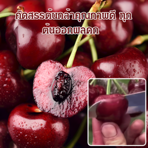 ต้นกล้าเชอร์รี่ สวนผลไม้ครอบครัวเล็ก ต้นเชอร์รี่ รักษาฟอร์มให้ดี ฉ่ำ พืชธรรมชาติที่หายาก