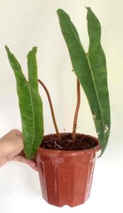 Billietiae Philodendron
