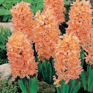 พร้อมส่ง หัวไฮยาซิน Gipsy Queen ไฮยาซินธ์ดอกสีส้ม มีกลิ่นหอม Wanthai ขายหัวลิลลี่ ทิวลิป ว่านสี่ทิศ