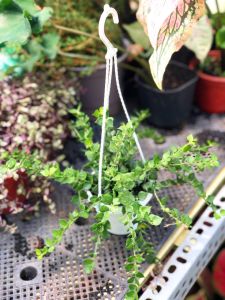 Cây lan hạt dưa lan dolar lá trũ chậu treo cây trồng trong nhà trang trí nội thất cây phong thủy hút tài lộc lọc không khí lá rũ vườn của an